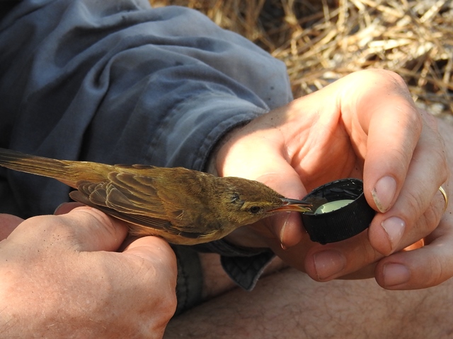 Australian Reed Warbler, caught by Rohan to establish id, given a drink and then quietly released